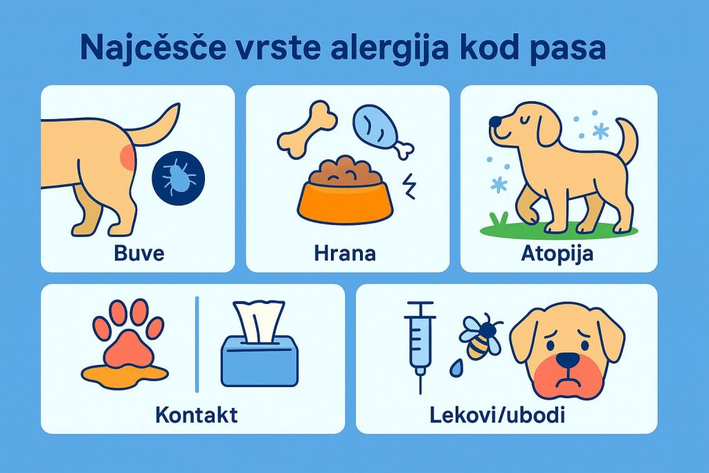 Alergija kod pasa slika 3
