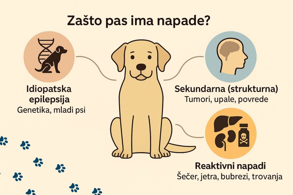 Epilepsija kod pasa slika 4