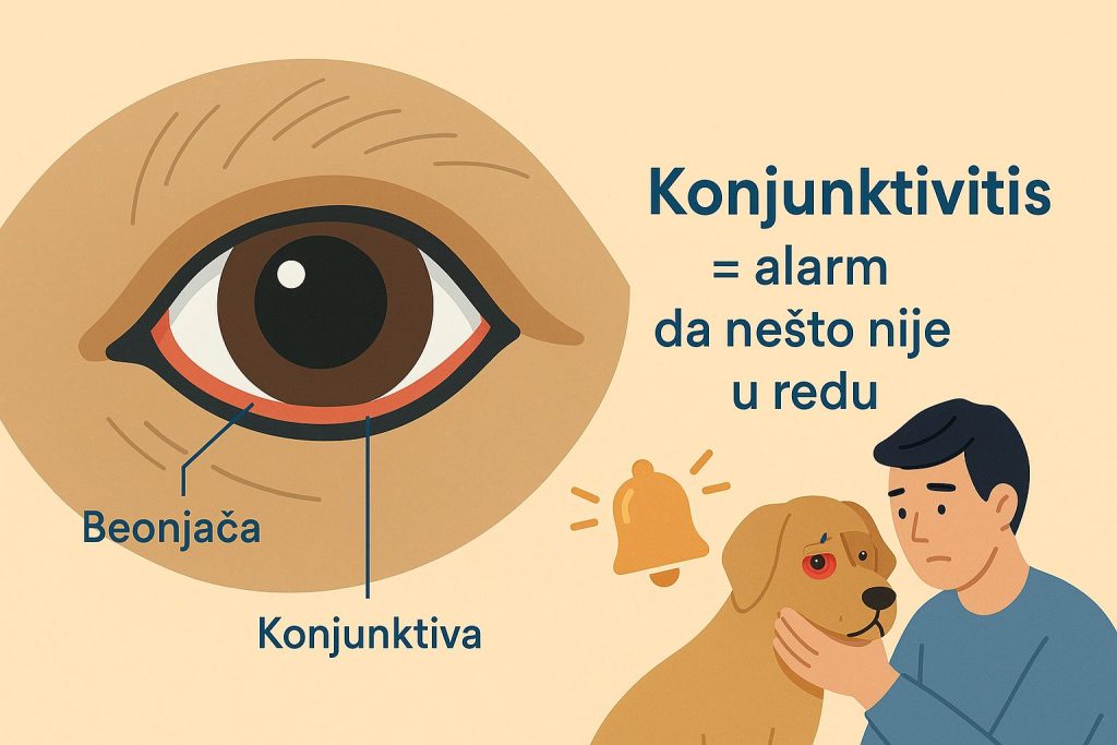 Konjunktivitis kod pasa slika 2