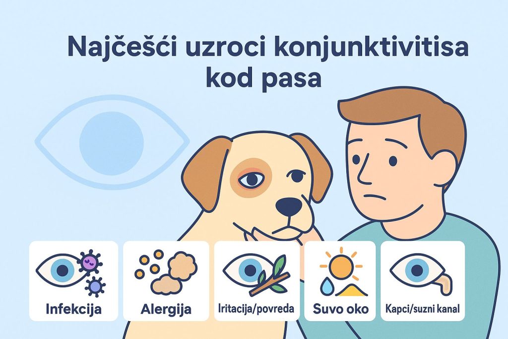 Konjunktivitis kod pasa slika 3