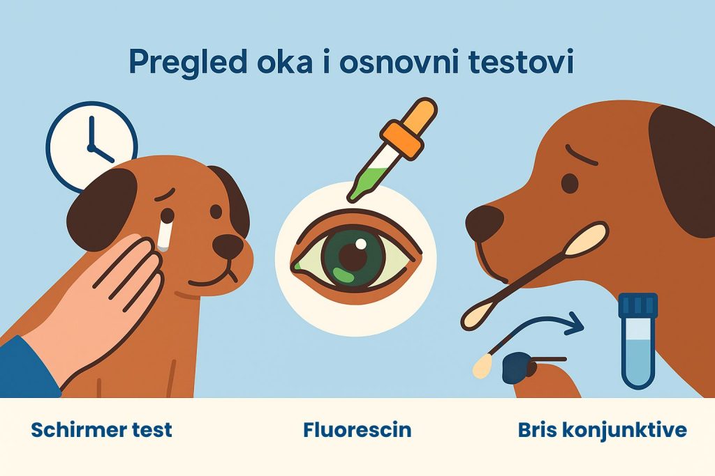 Konjunktivitis kod pasa slika 6