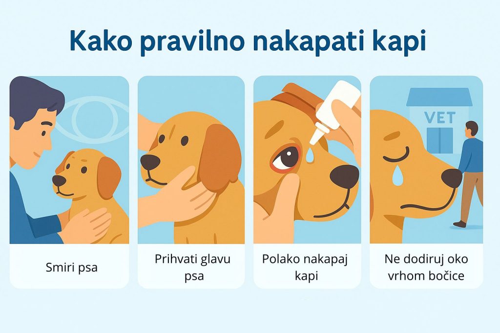 Konjunktivitis kod pasa slika 7