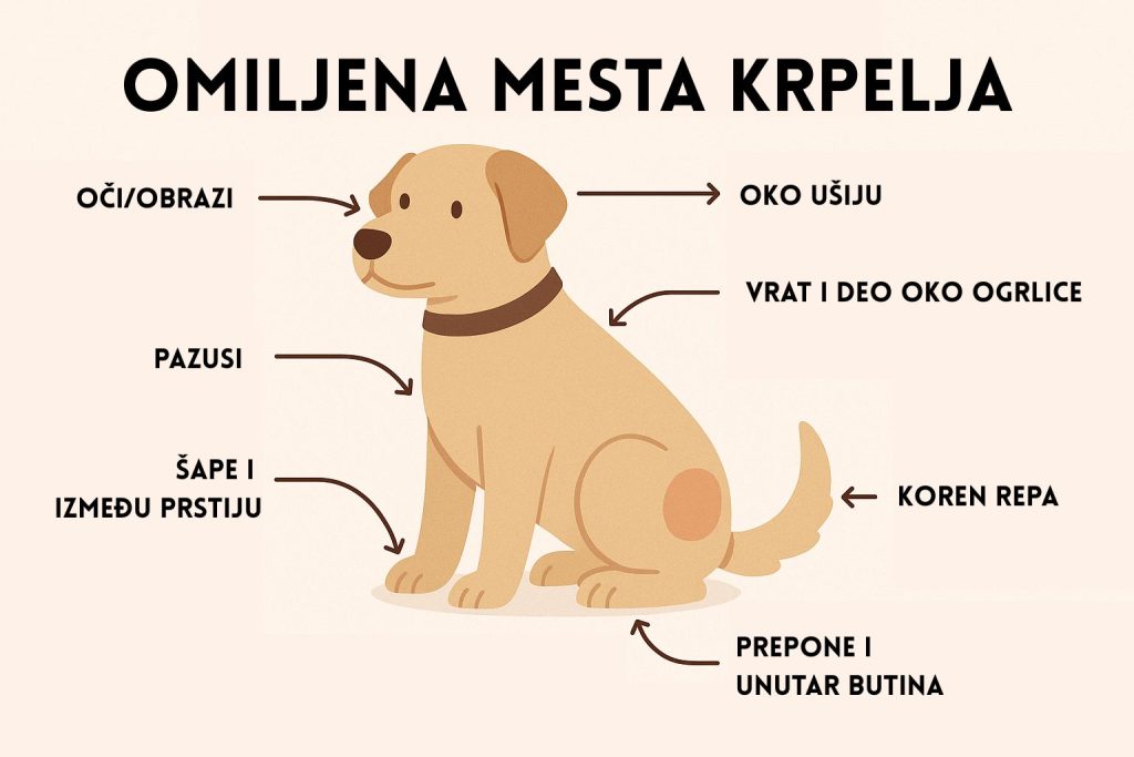 Krpelj kod pasa slika 2