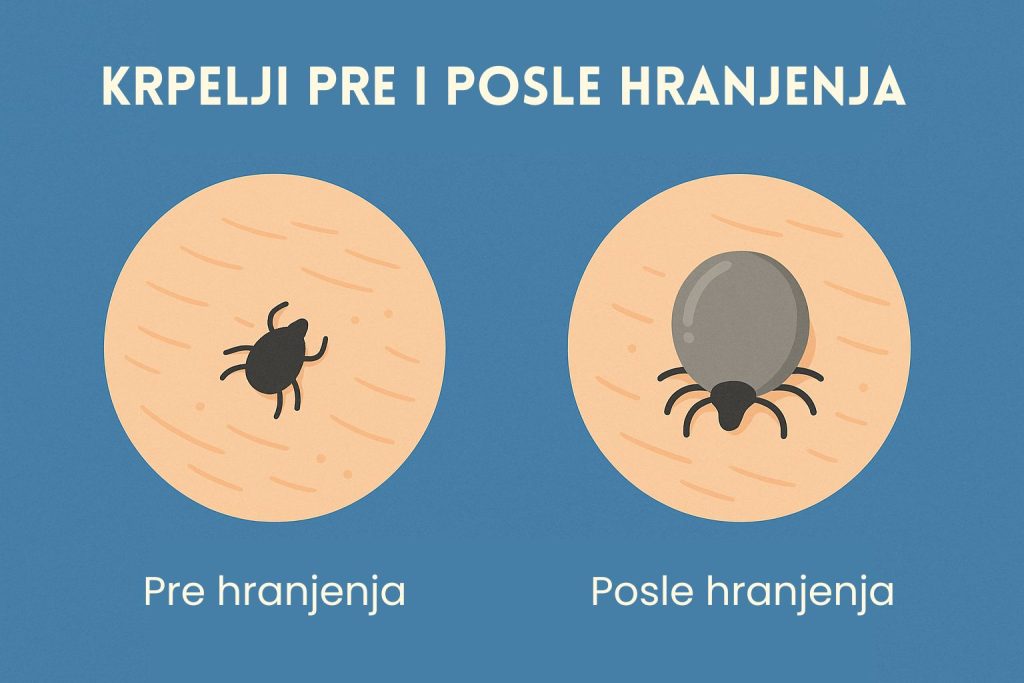 Krpelj kod pasa slika 3