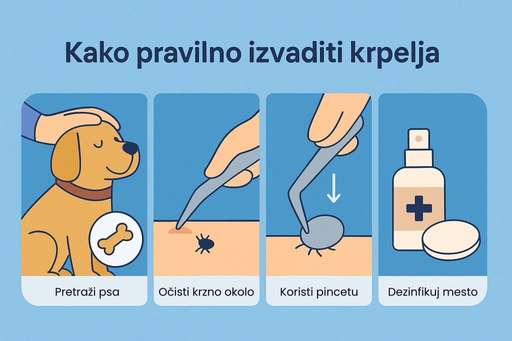 Krpelj kod pasa slika 4