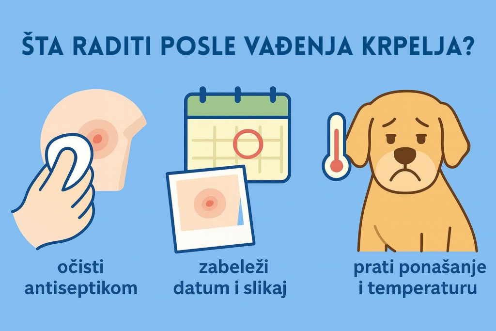 Krpelj kod pasa slika 5