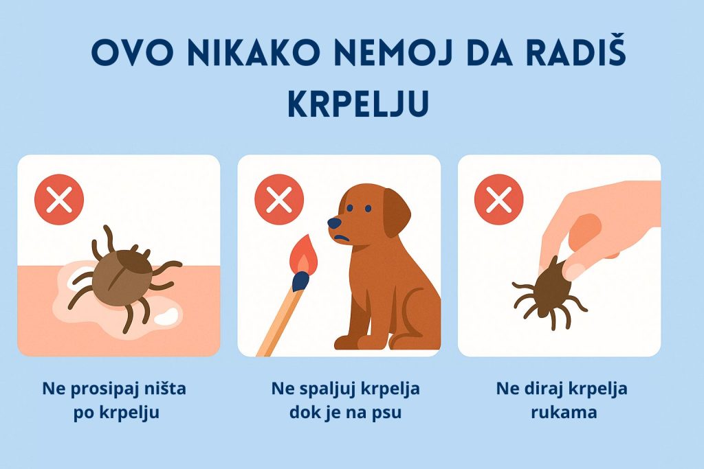 Krpelj kod pasa slika 6