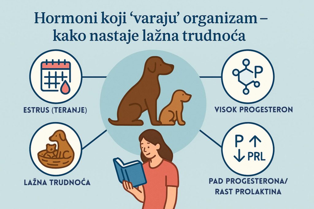 Lažna trudnoća kod pasa slika 2