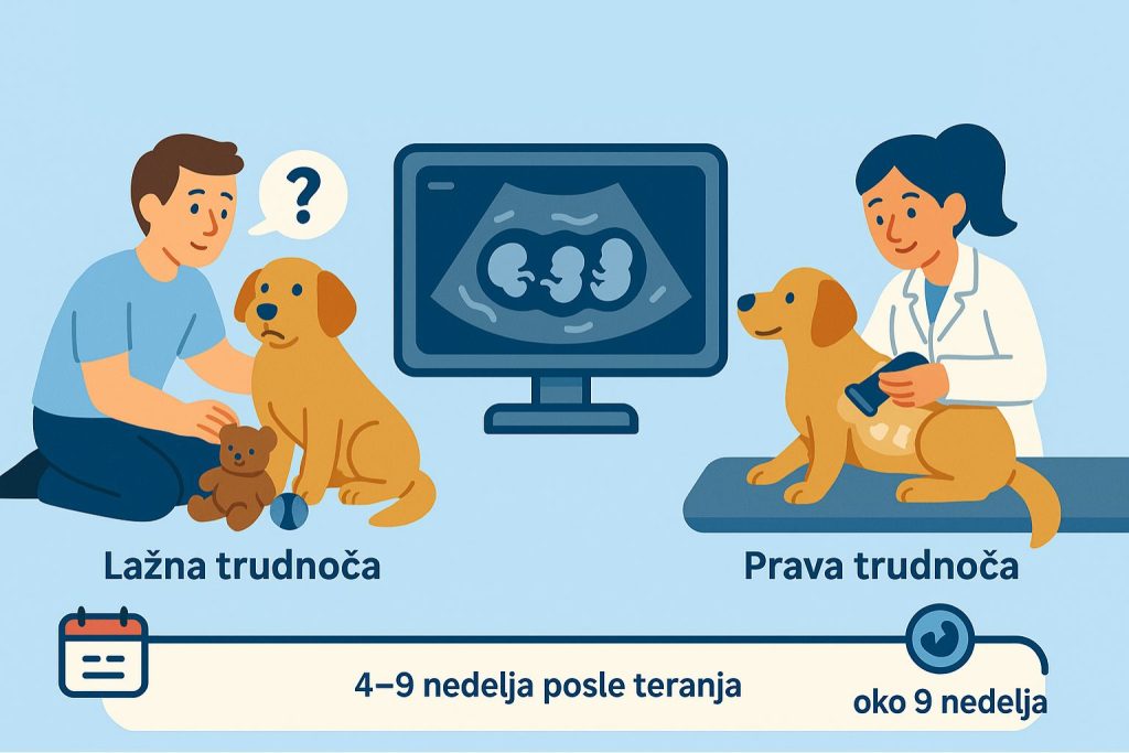 Lažna trudnoća kod pasa slika 4