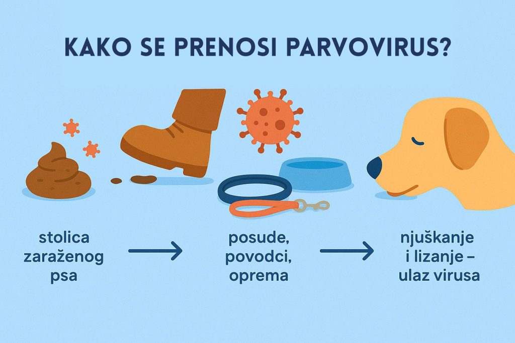 Parvovirus kod pasa slika 3