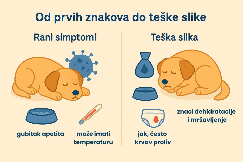Parvovirus kod pasa slika 4