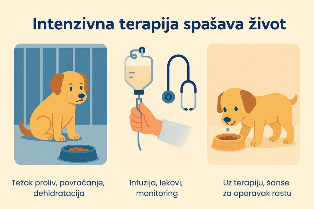 Parvovirus kod pasa slika 5