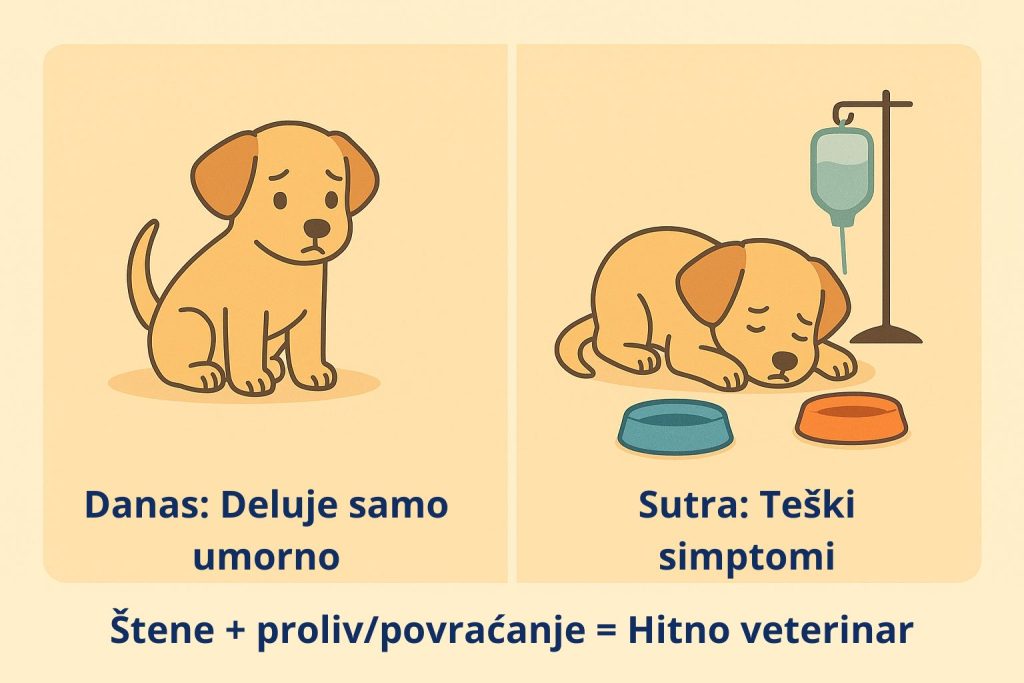 Parvovirus kod pasa slika 6