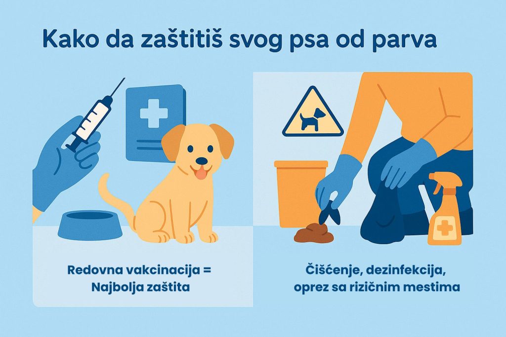 Parvovirus kod pasa slika 7