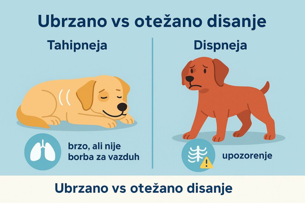 Ubrzano disanje kod pasa slika 2