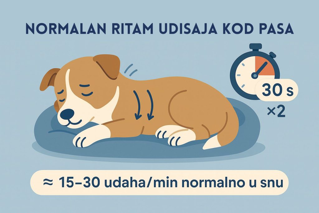 Ubrzano disanje kod pasa slika 3