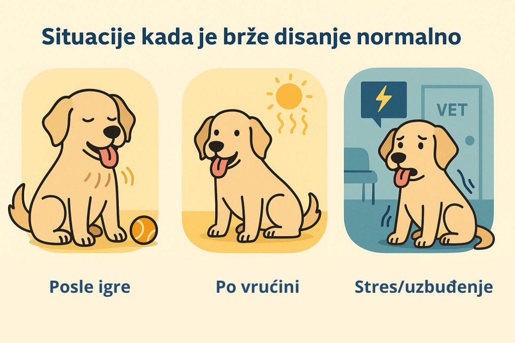 Ubrzano disanje kod pasa slika 4