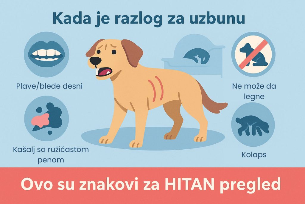 Ubrzano disanje kod pasa slika 5
