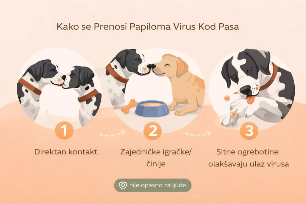 Papilomi kod pasa slika 3