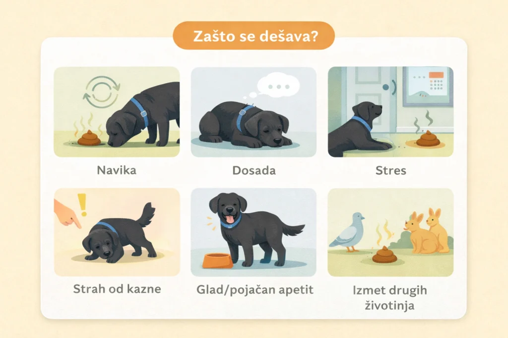 Zašto pas jede izmet slika 3