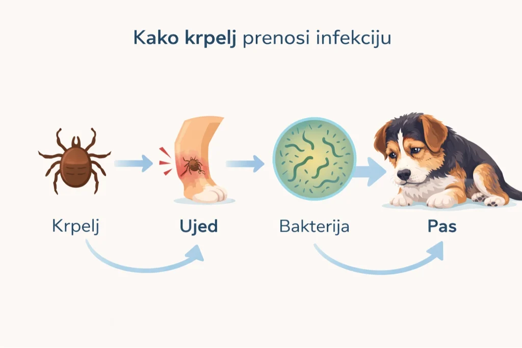 Lajmska bolest kod pasa slika 2