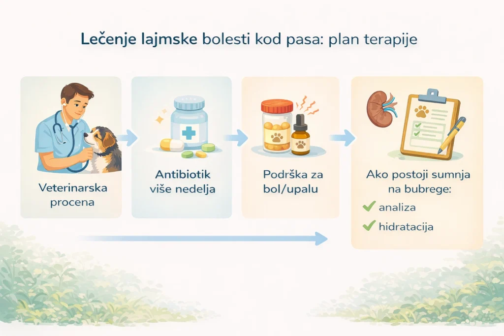 Lajmska bolest kod pasa slika 6