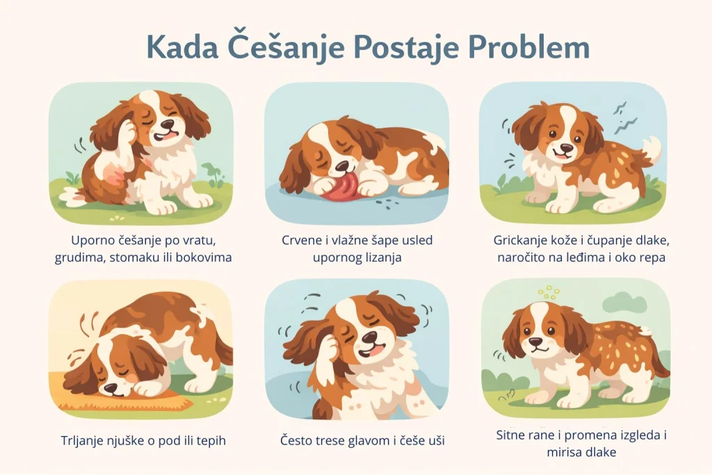 Svrab kod pasa slika 2