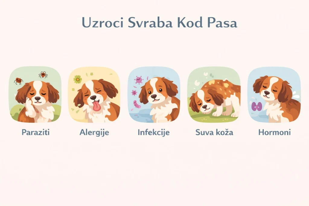 Svrab kod pasa slika 3