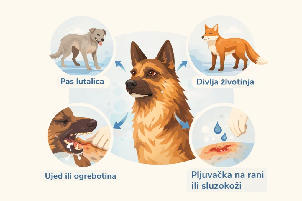 Besnilo kod pasa slika 2