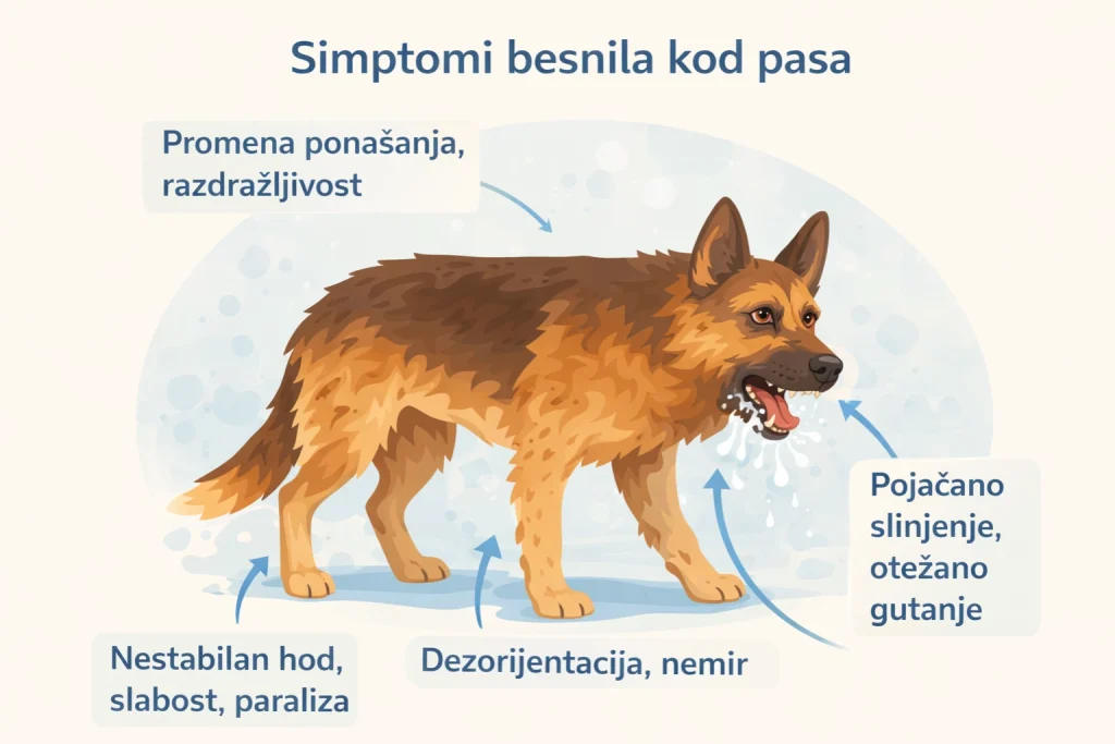 Besnilo kod pasa slika 3