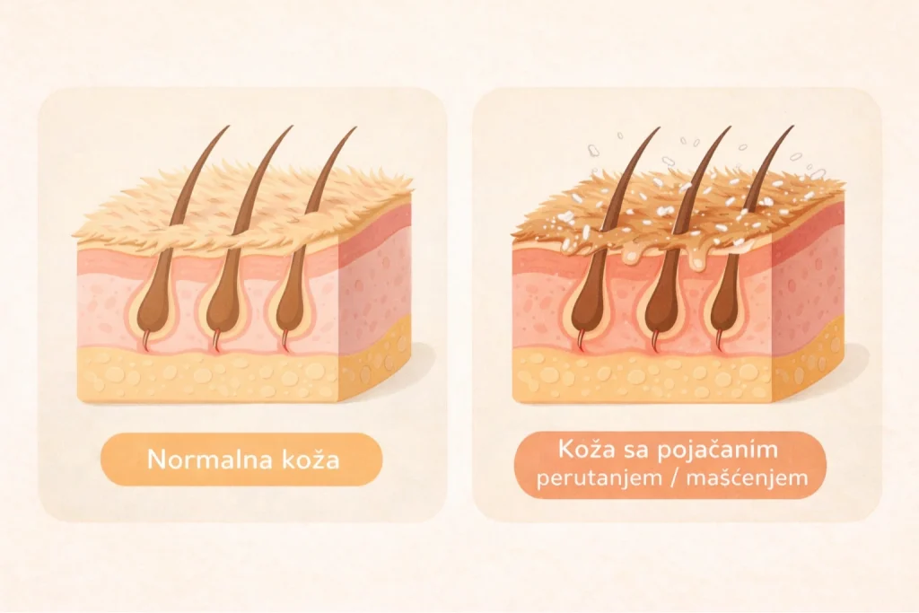 Seboreja kod pasa slika 2