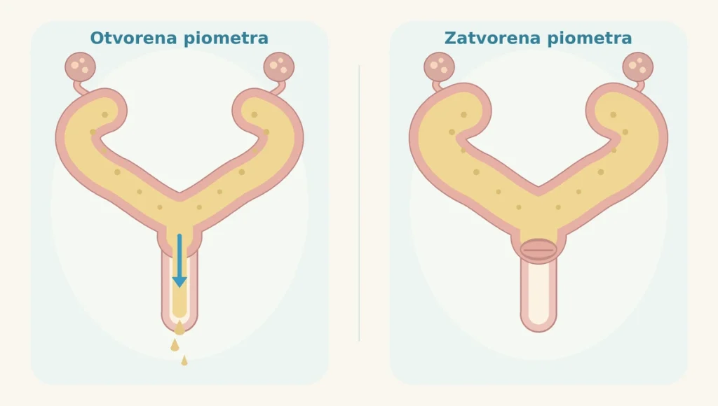 Piometra kod pasa slika 2